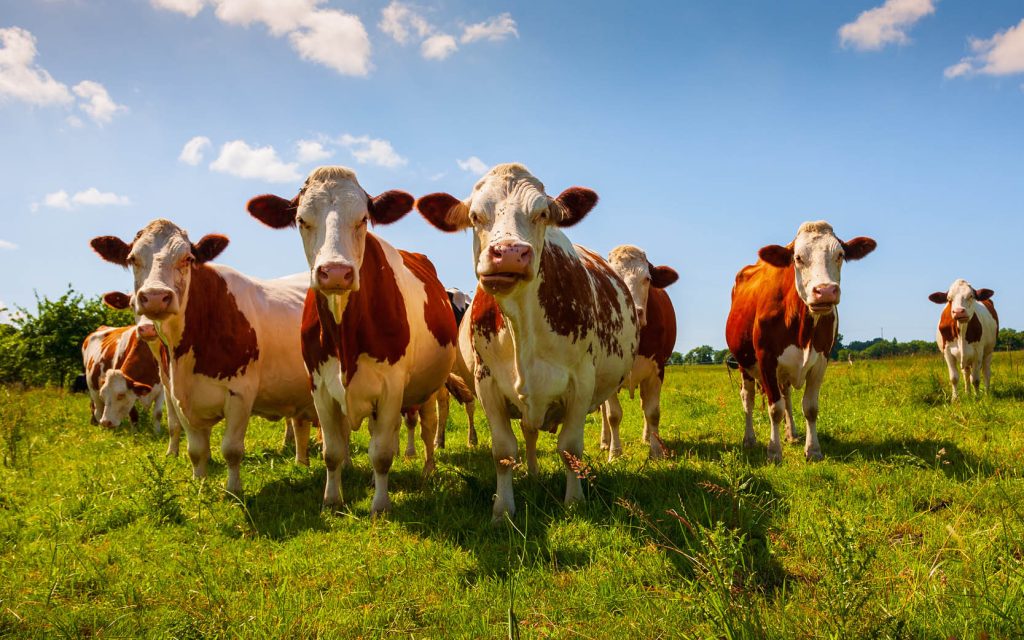 Slutrapport EUROP projekt | SmartAgri