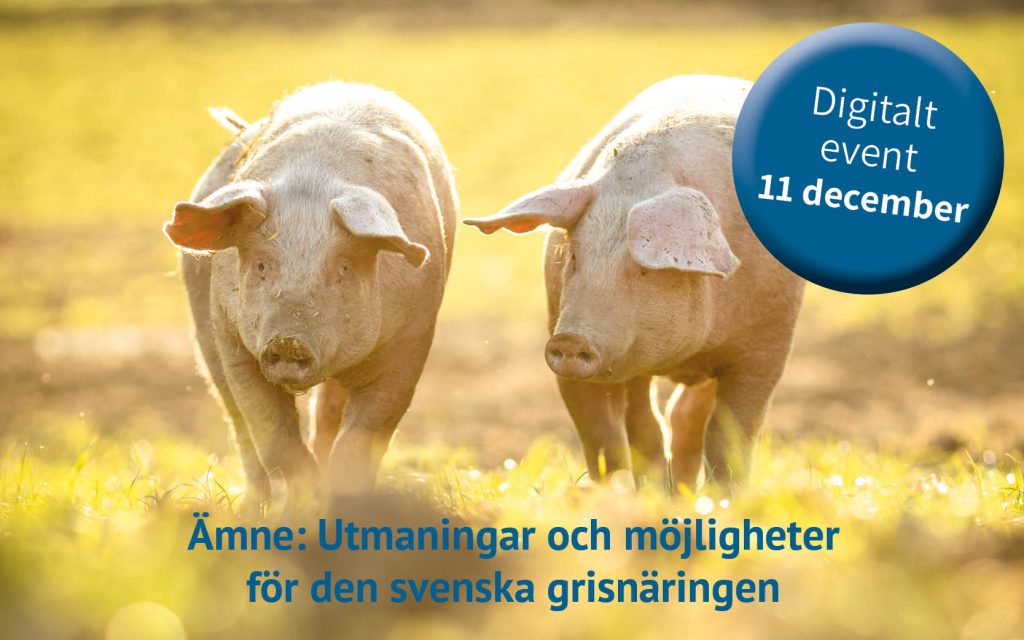 2024-12 Digitalt event om svensk grisnärings framtid | SmartAgri