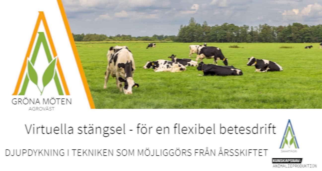 Virtuella stängsel – för en flexibel betesdrift